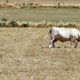 A cow looks for food on dry grassland as the Creuse Region experience extreme and exceptional drought conditions on July 20, 2019, near Lussat, Creuse region, central France.